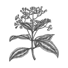 Arcydzięgiel