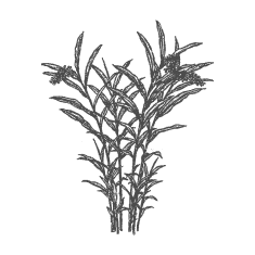 Galanga