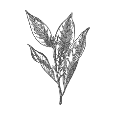 Gałka <br/> muszkatołowa