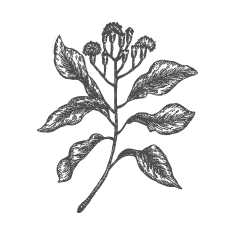 Goździki
