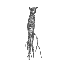 Korzeń <br/> goryczki