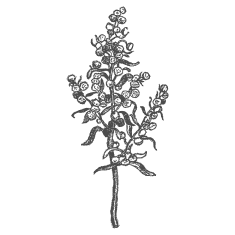 Piołun
