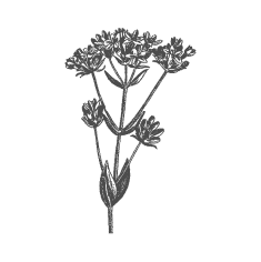 Tysiącznik
