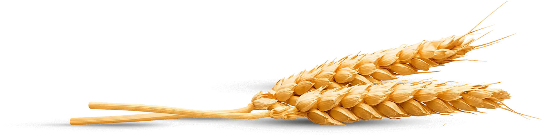 Żołądkowa de Luxe
