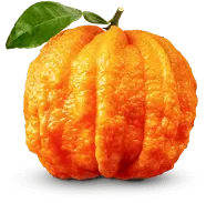 Żołądkowa Gorzka