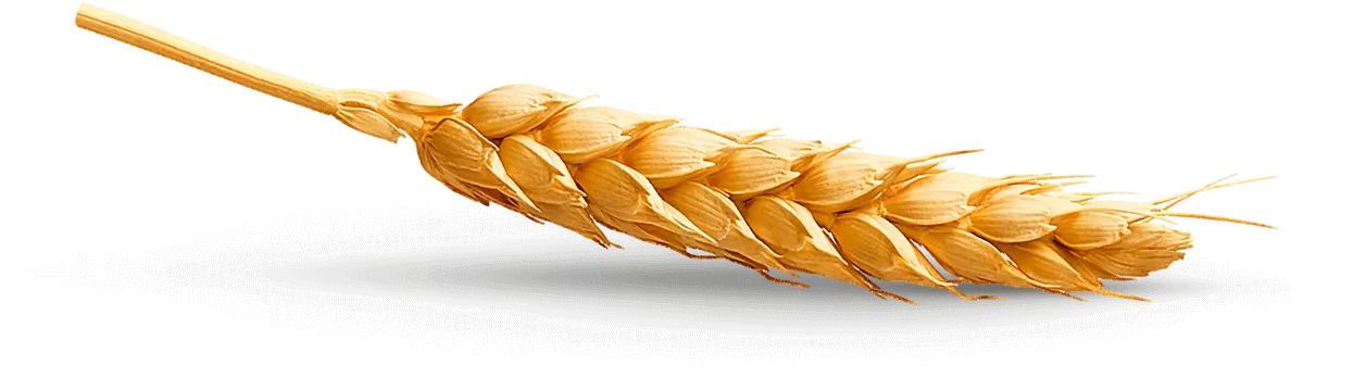 Żołądkowa de Luxe